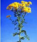Tansy Ragwort